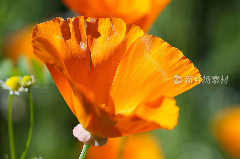 单一eschscholzia californica